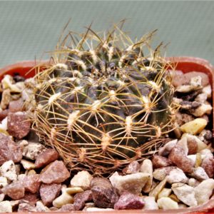 Sulcorebutia sp.1