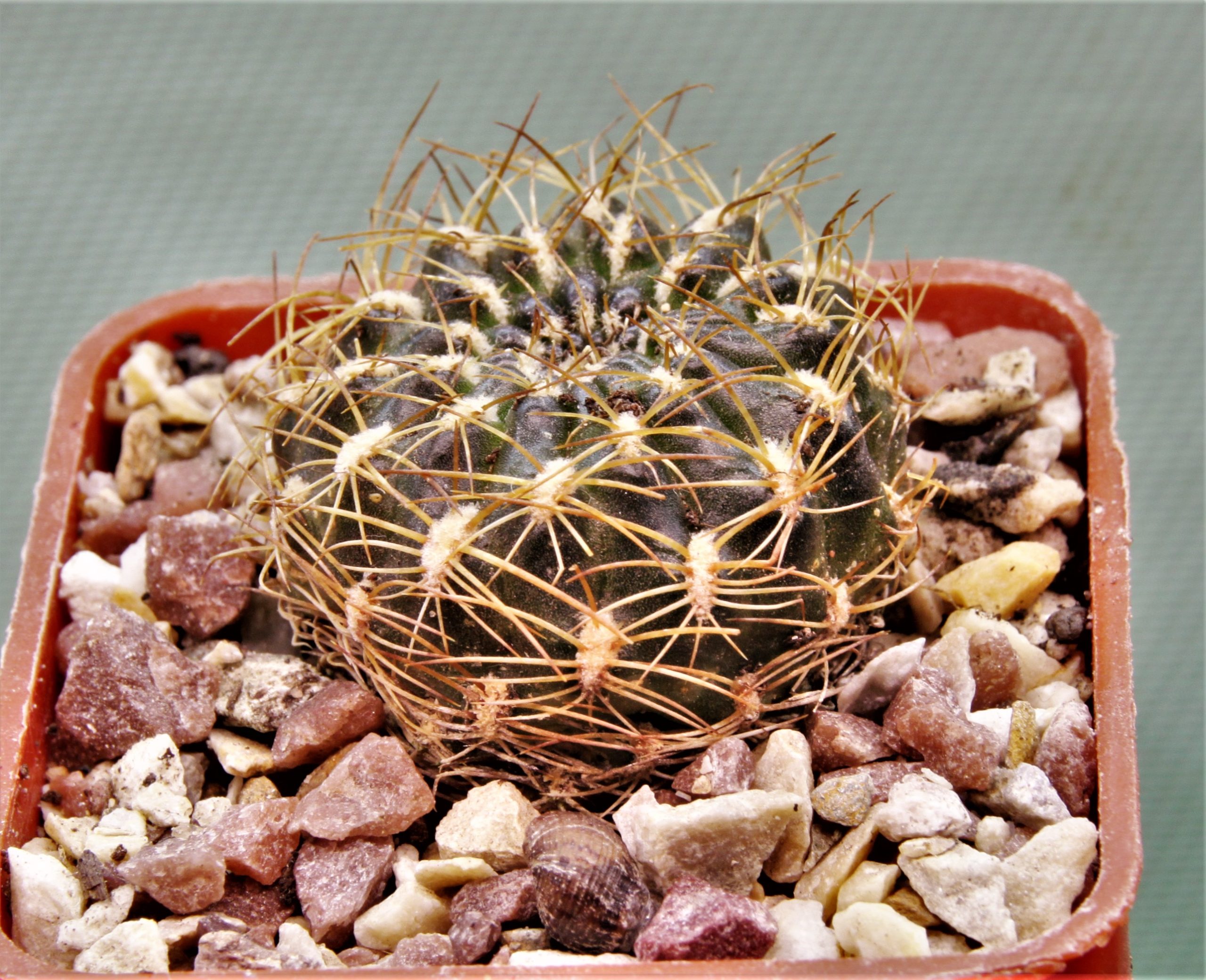 Sulcorebutia sp.1