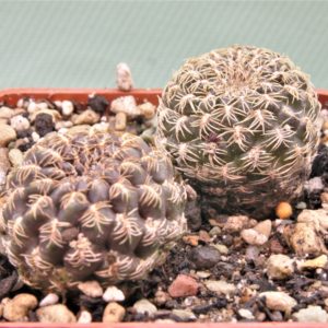 Sulcorebutia sp.2