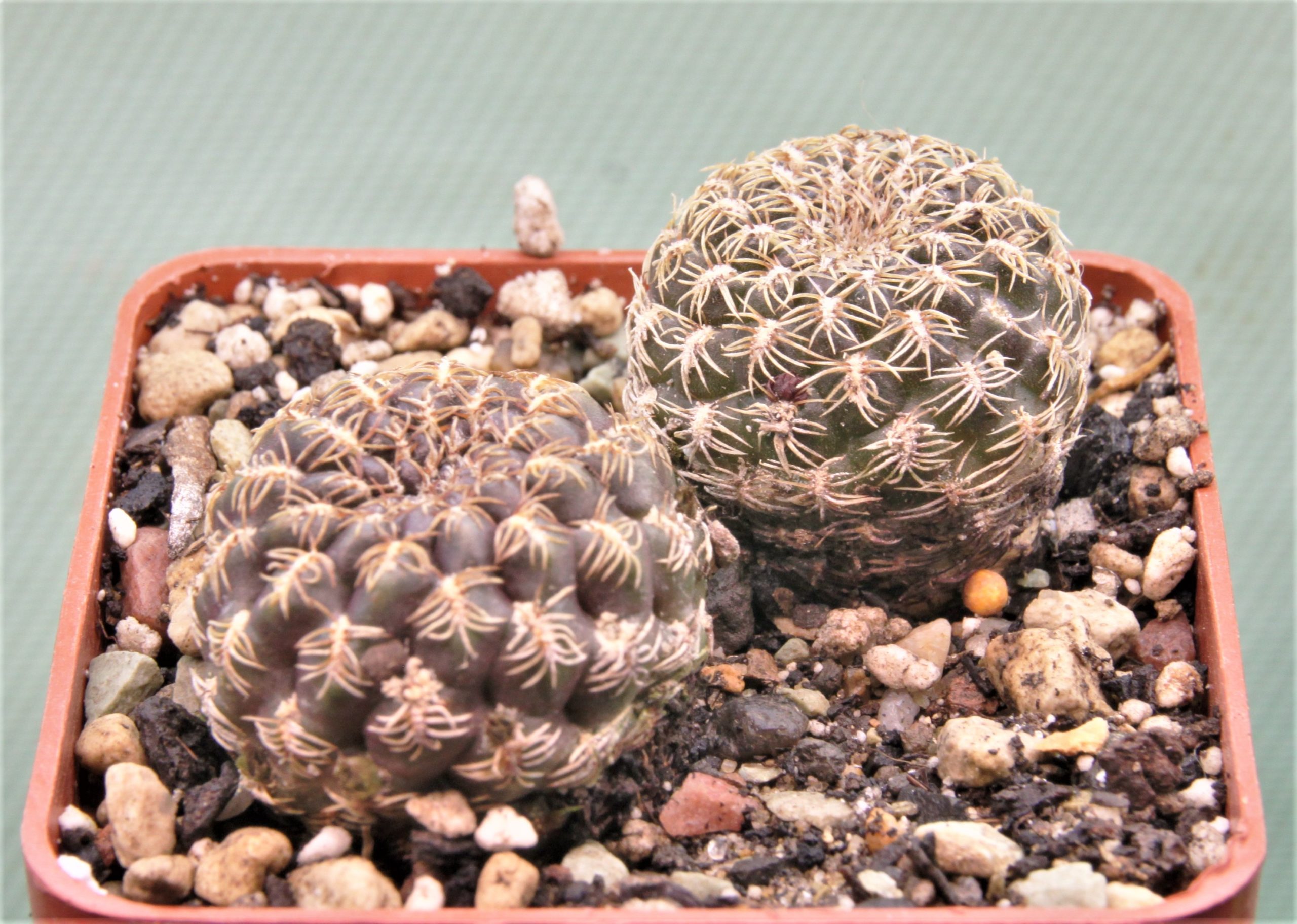 Sulcorebutia sp.2