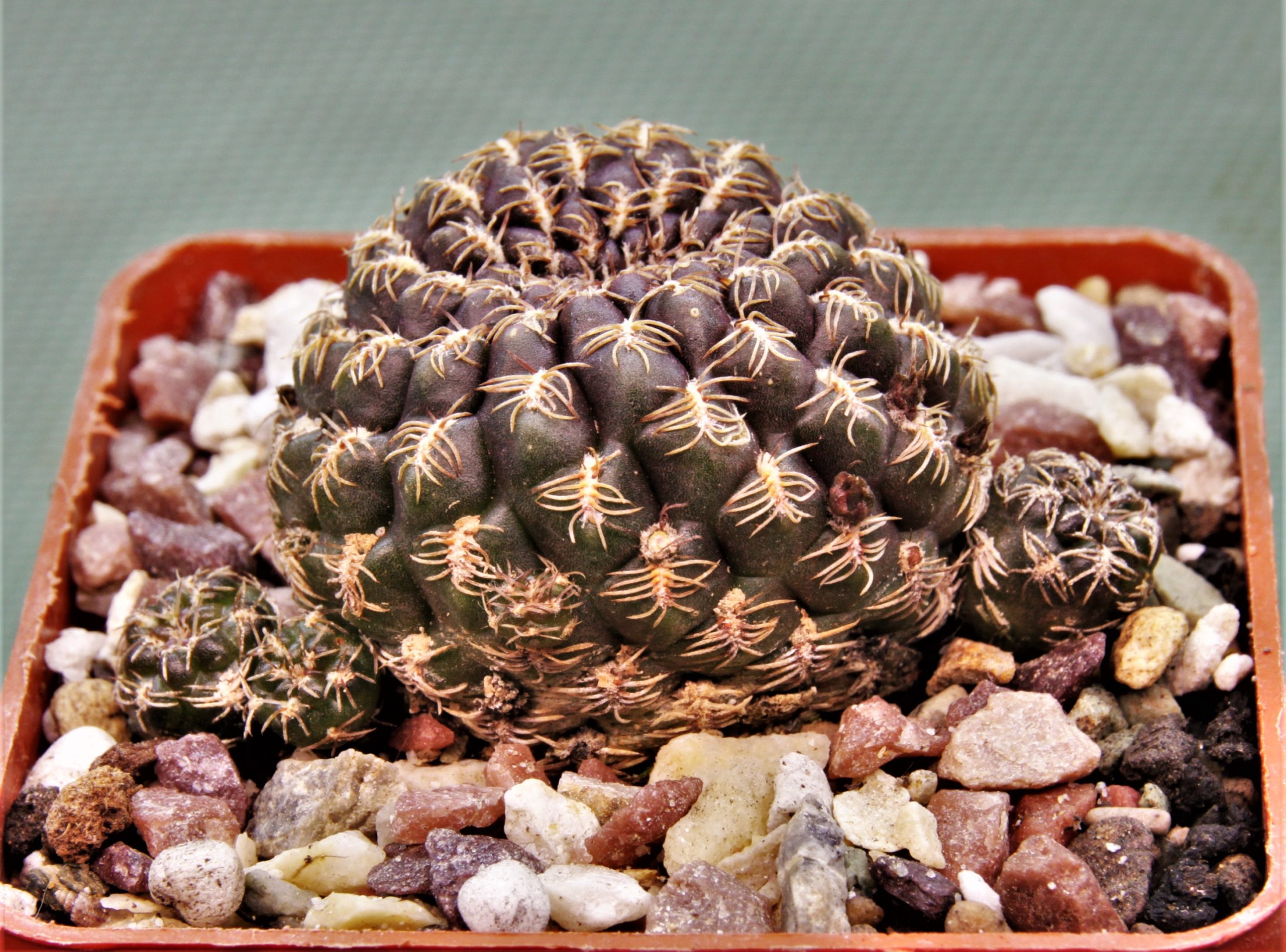 Sulcorebutia sp.3