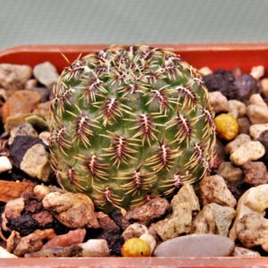Sulcorebutia sp. LH-2373-2.