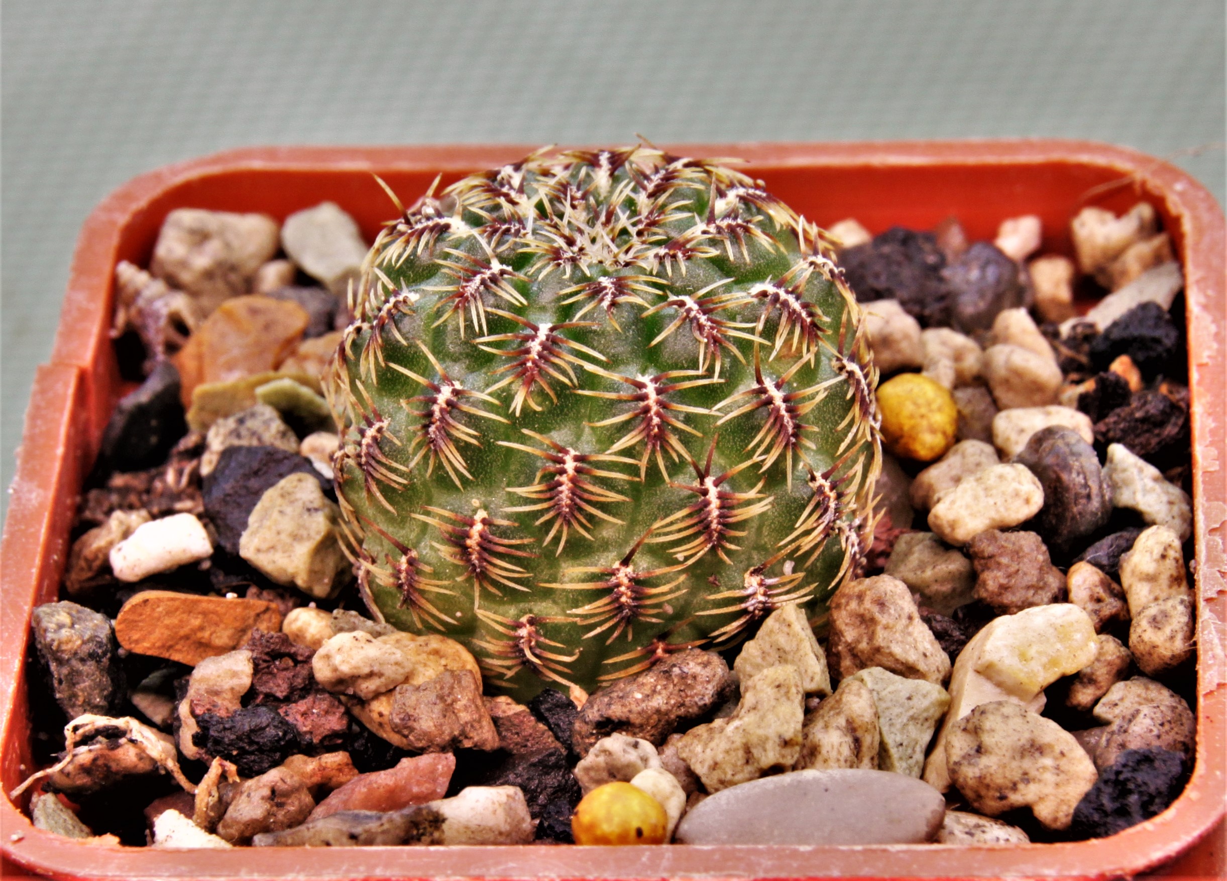 Sulcorebutia sp. LH-2373-2.