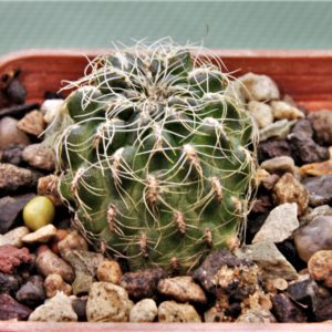 S.tarabucoensis-HS-1425-