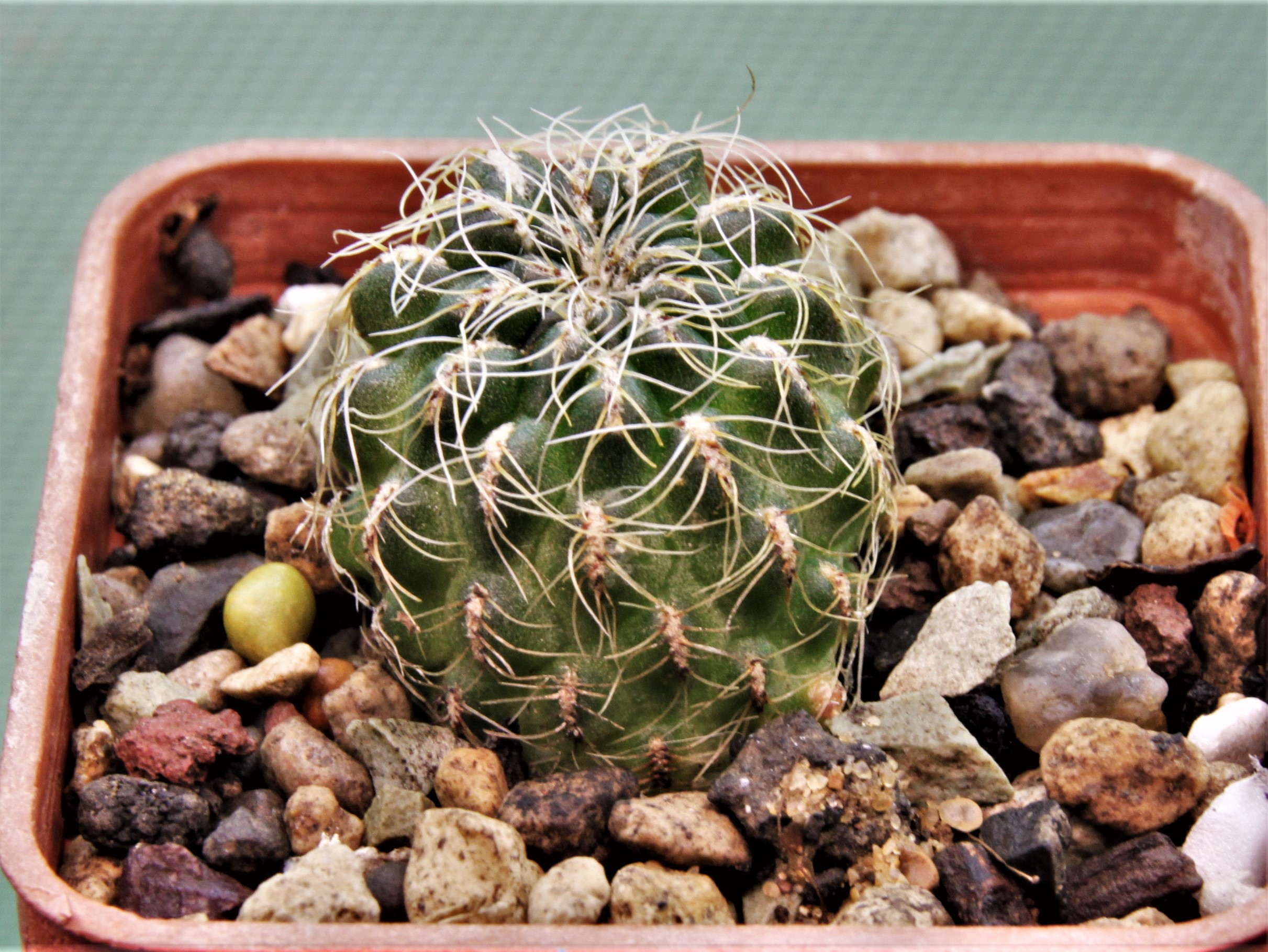 S.tarabucoensis-HS-1425-