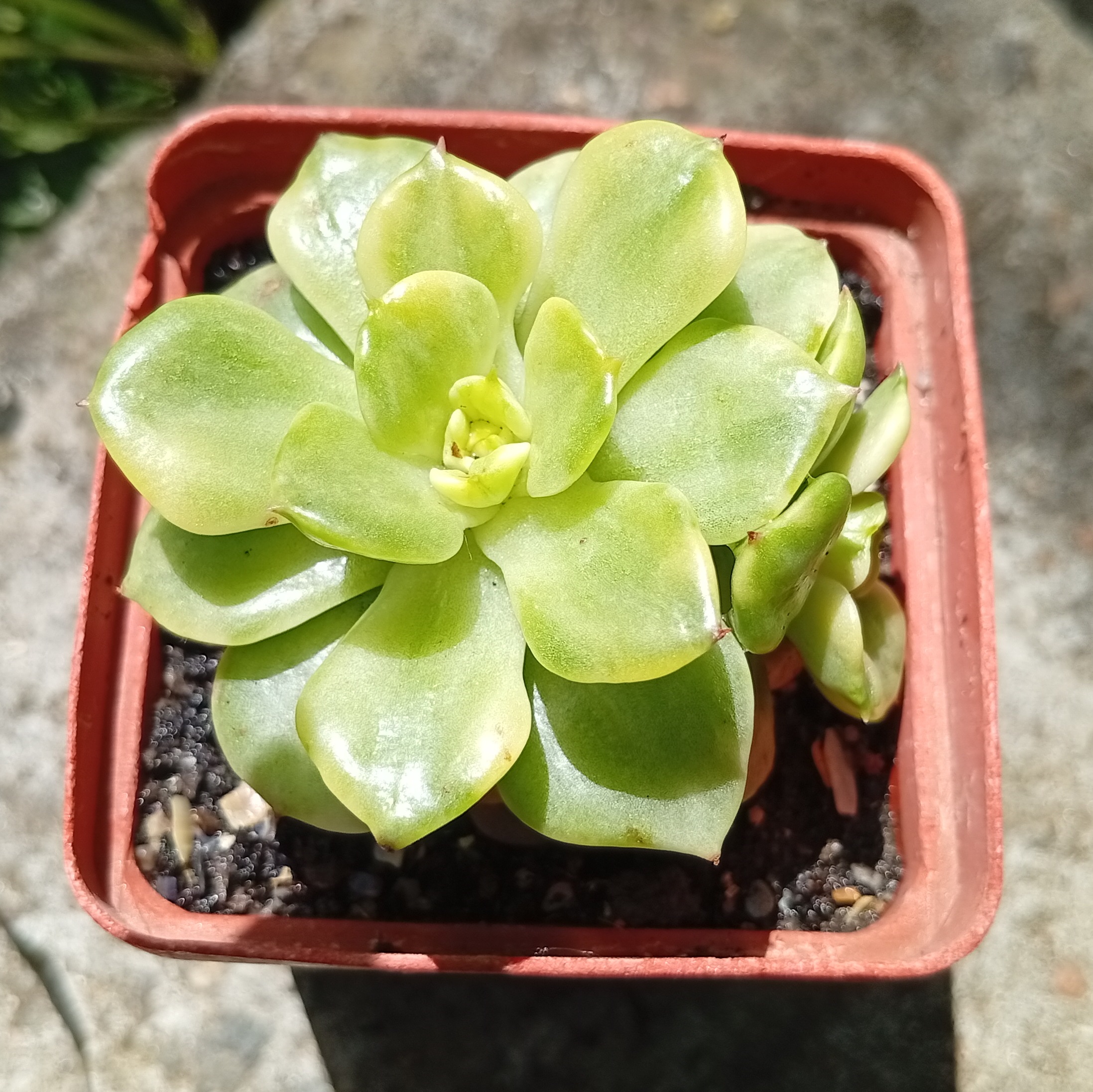 Sedeveria Rolly f variegata