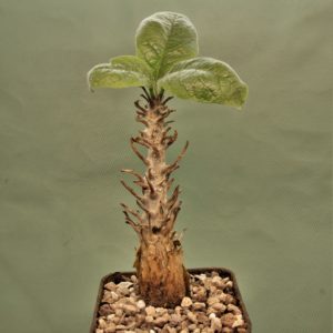 Sesarmothamnus-busseanus-Kenya