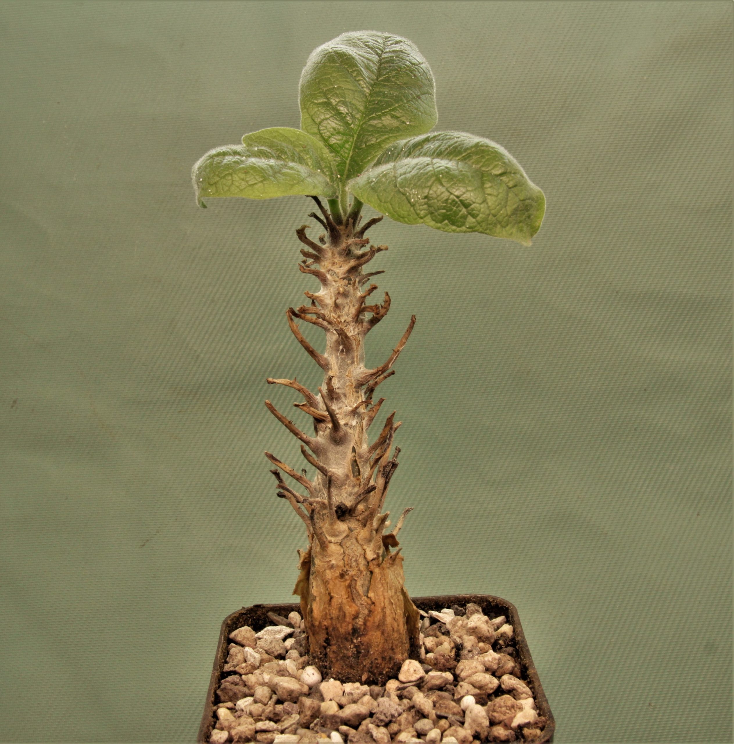 Sesarmothamnus-busseanus-Kenya