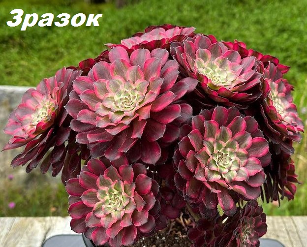 Aeonium `Snow Girl` fa. variegata (D pl.=10)-3354(394)