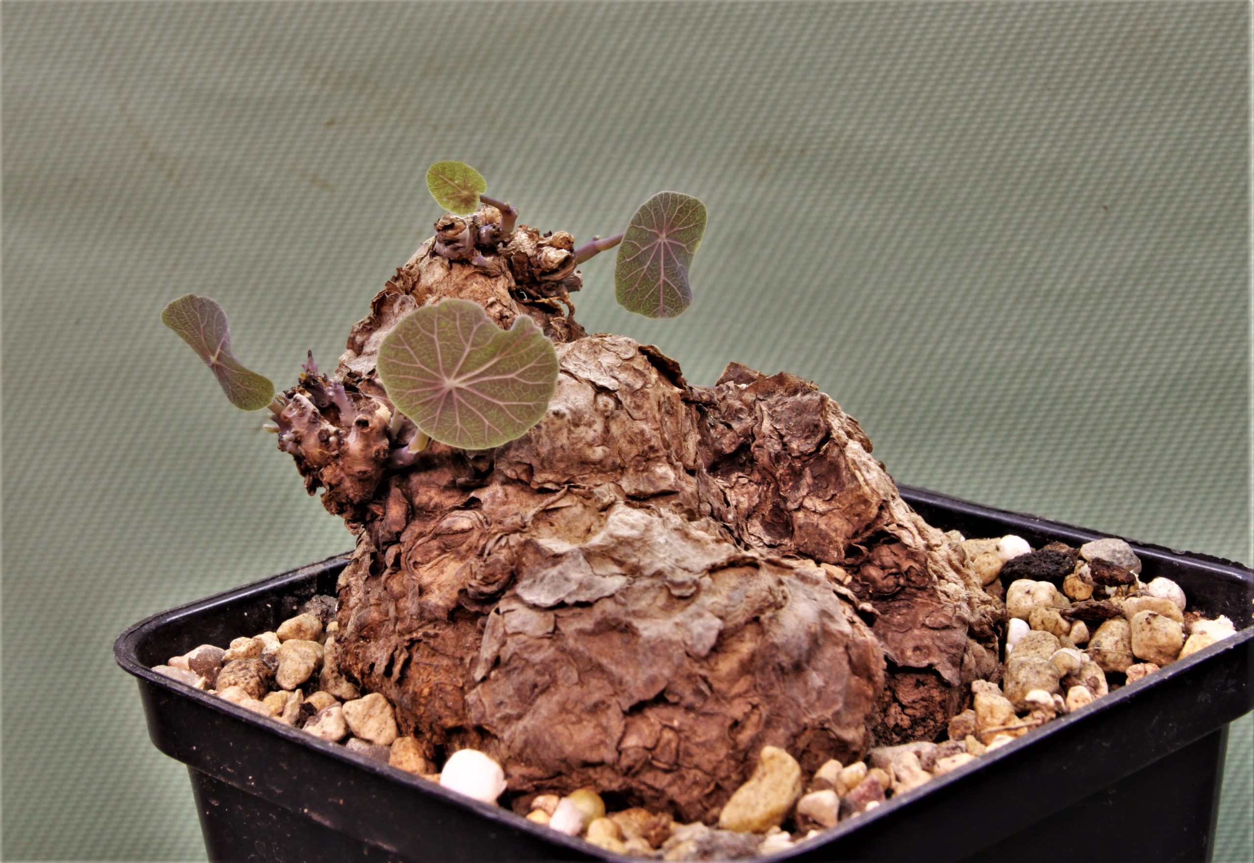 Sterphania kaweesaki Thailand 1.
