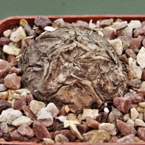 Sterphania-kaweesaki-Thailand-10