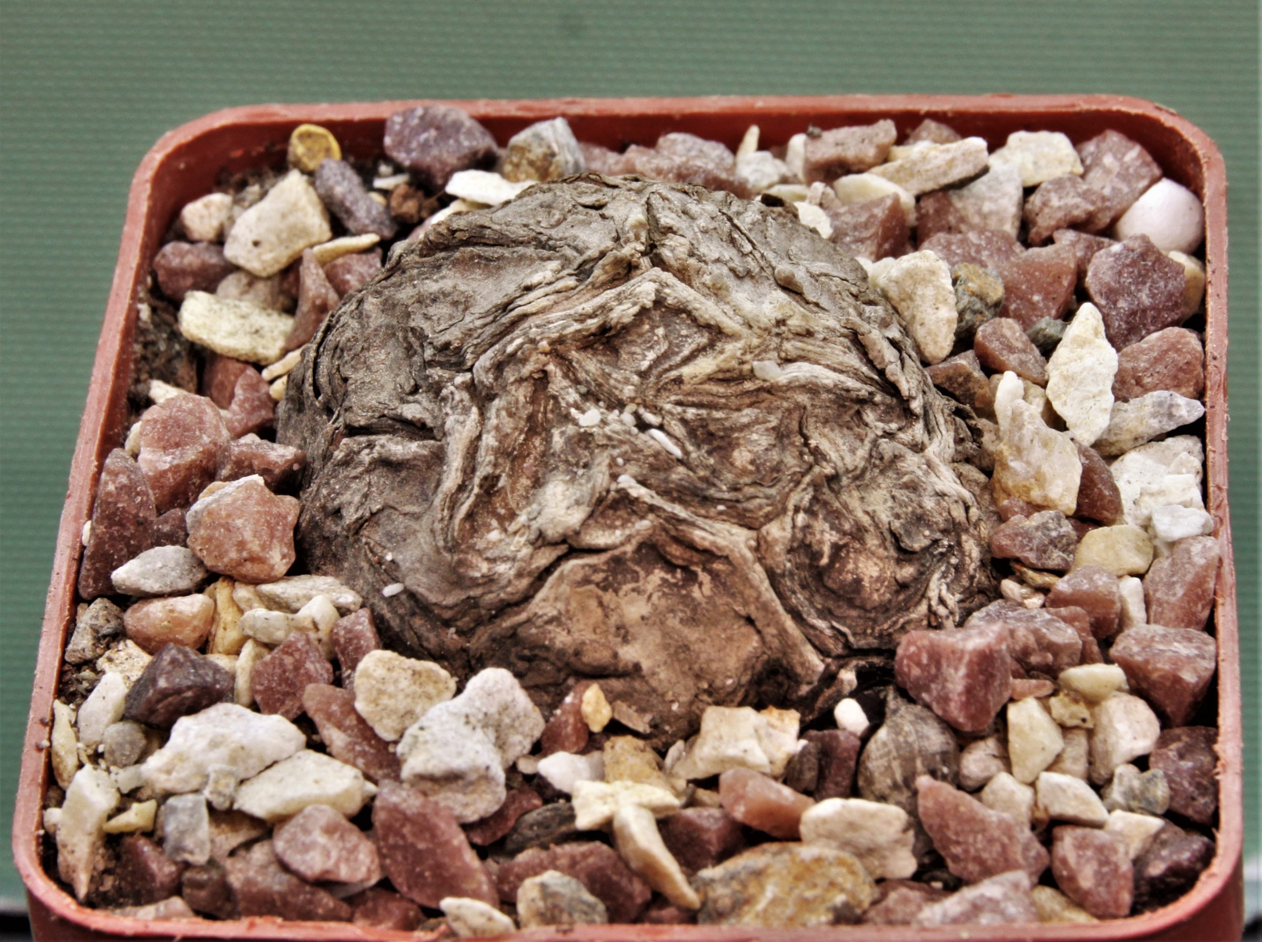 Sterphania-kaweesaki-Thailand-10