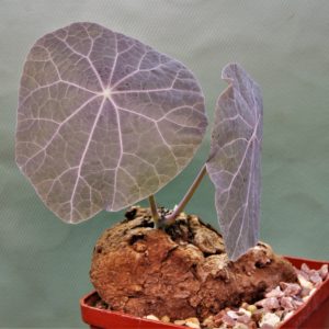 Sterphania-kaweesaki-Thailand-3