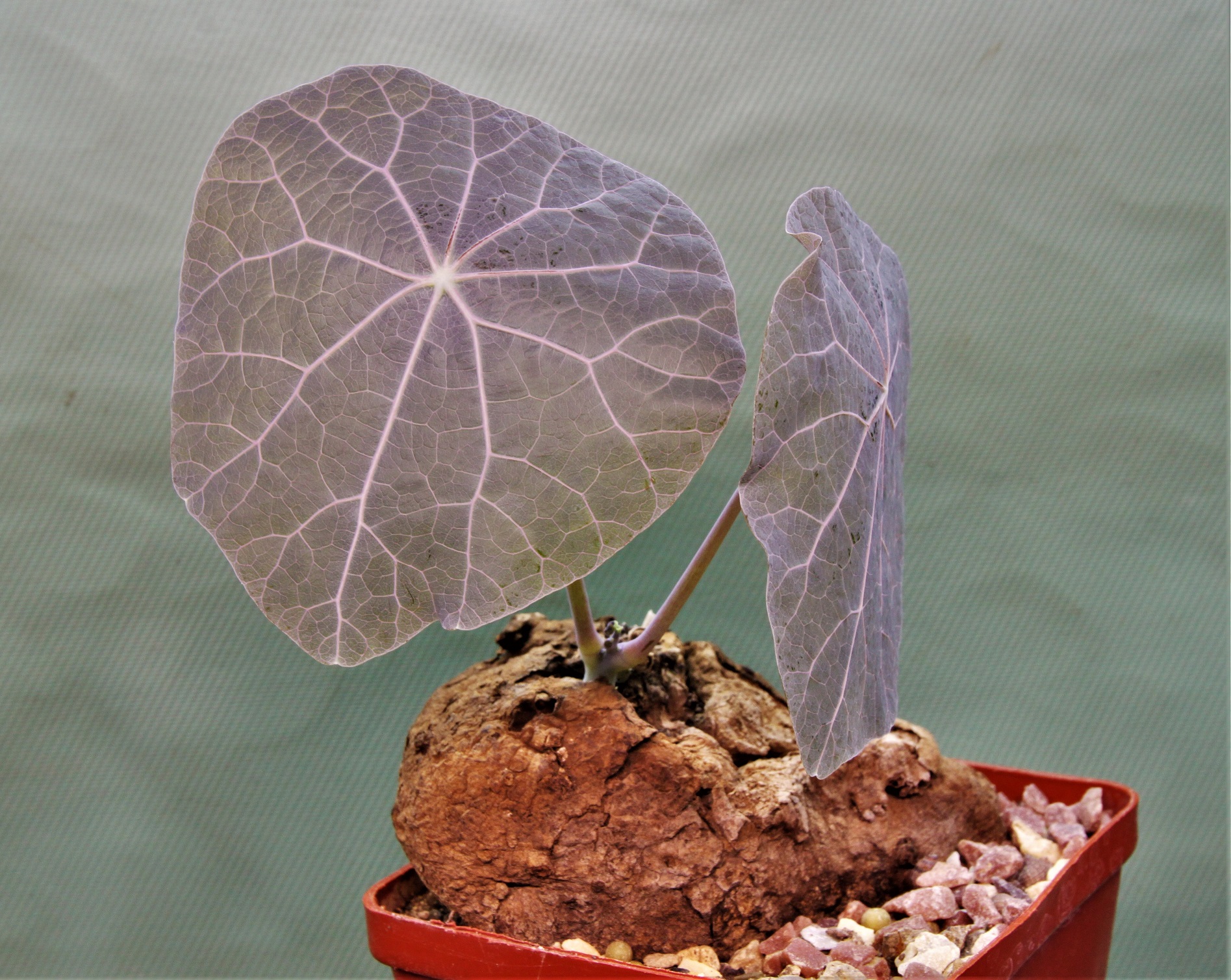 Sterphania-kaweesaki-Thailand-3