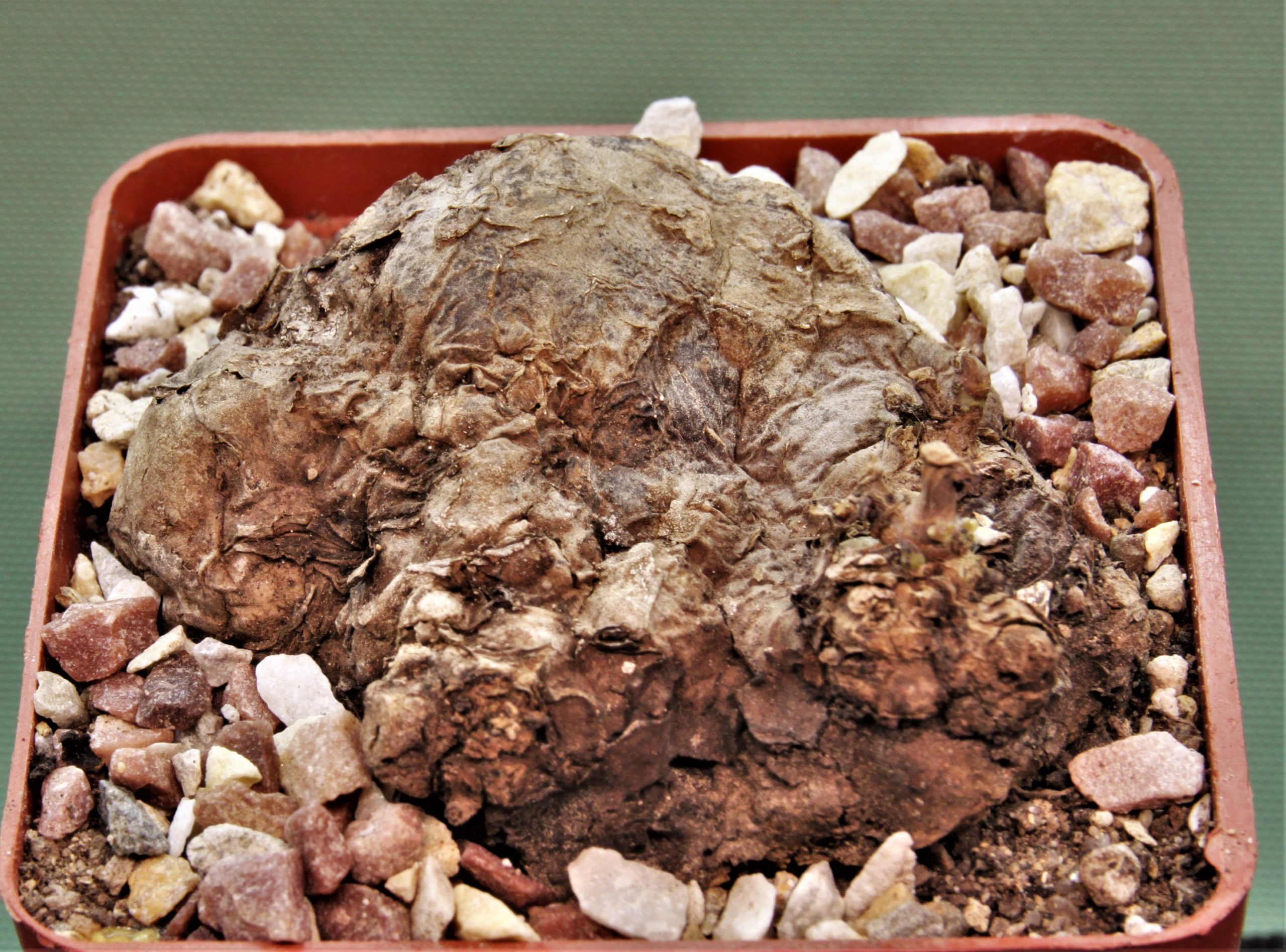 Sterphania-kaweesaki-Thailand-7.