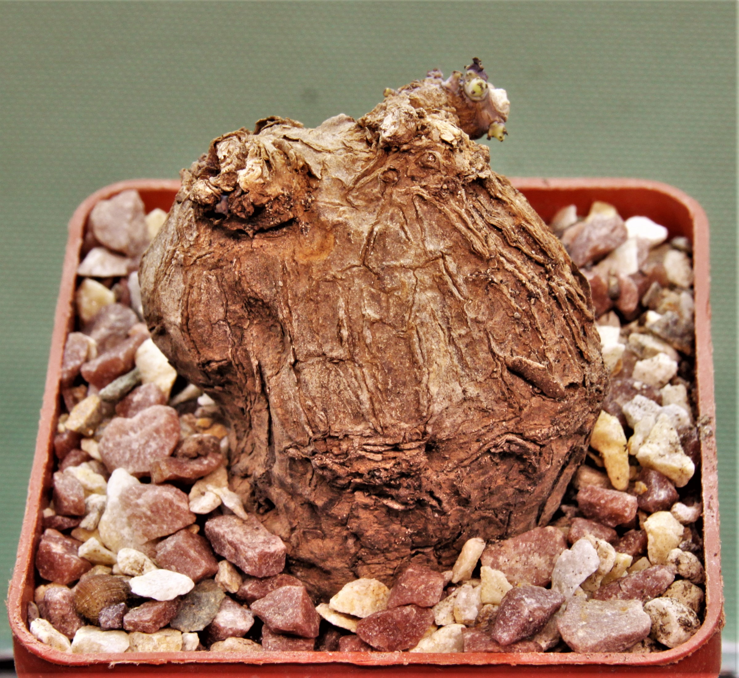 Sterphania-kaweesaki-Thailand-8