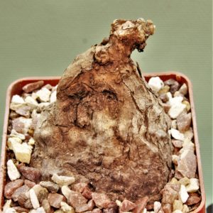 Sterphania-kaweesaki-Thailand-9