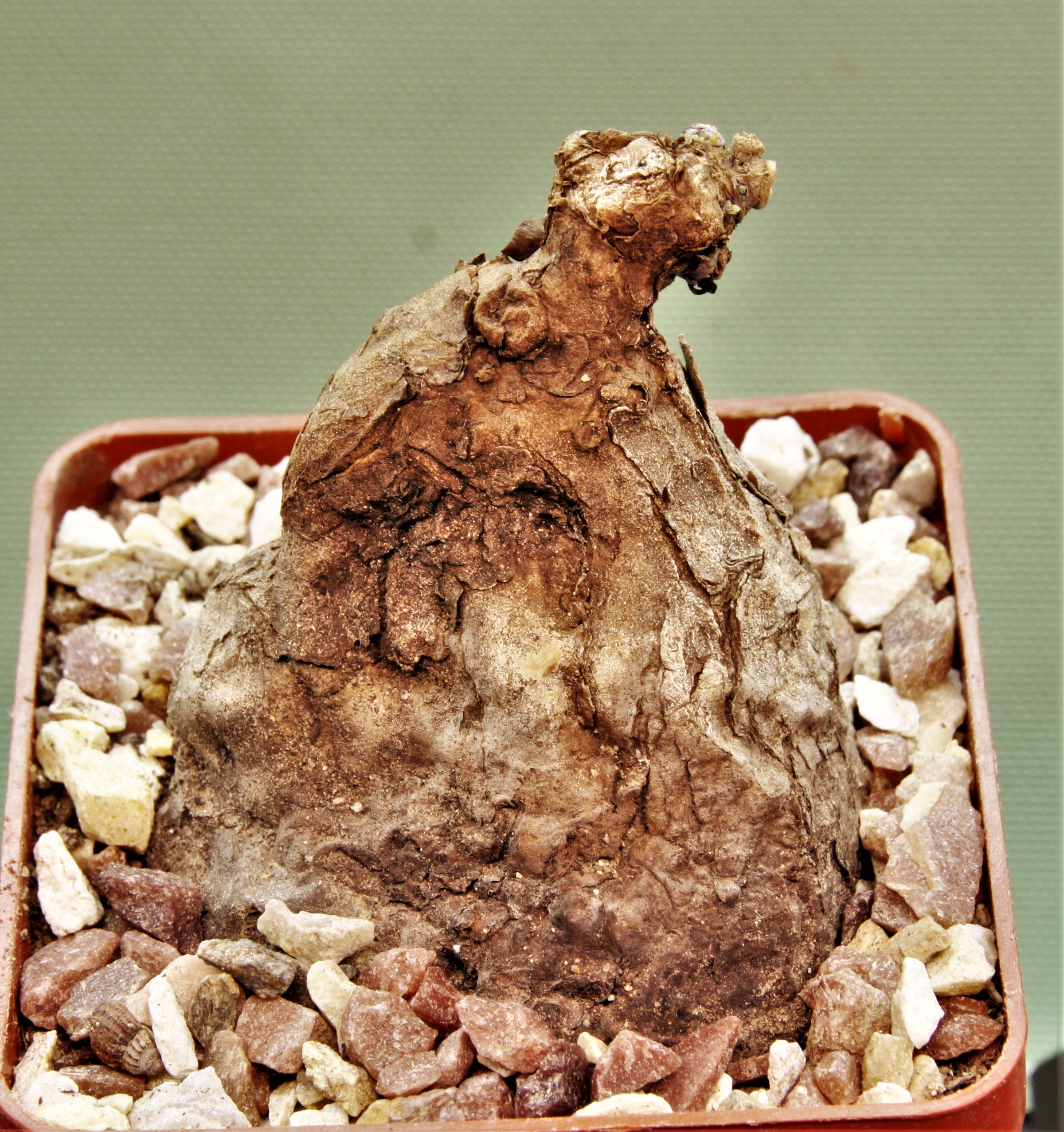 Sterphania-kaweesaki-Thailand-9