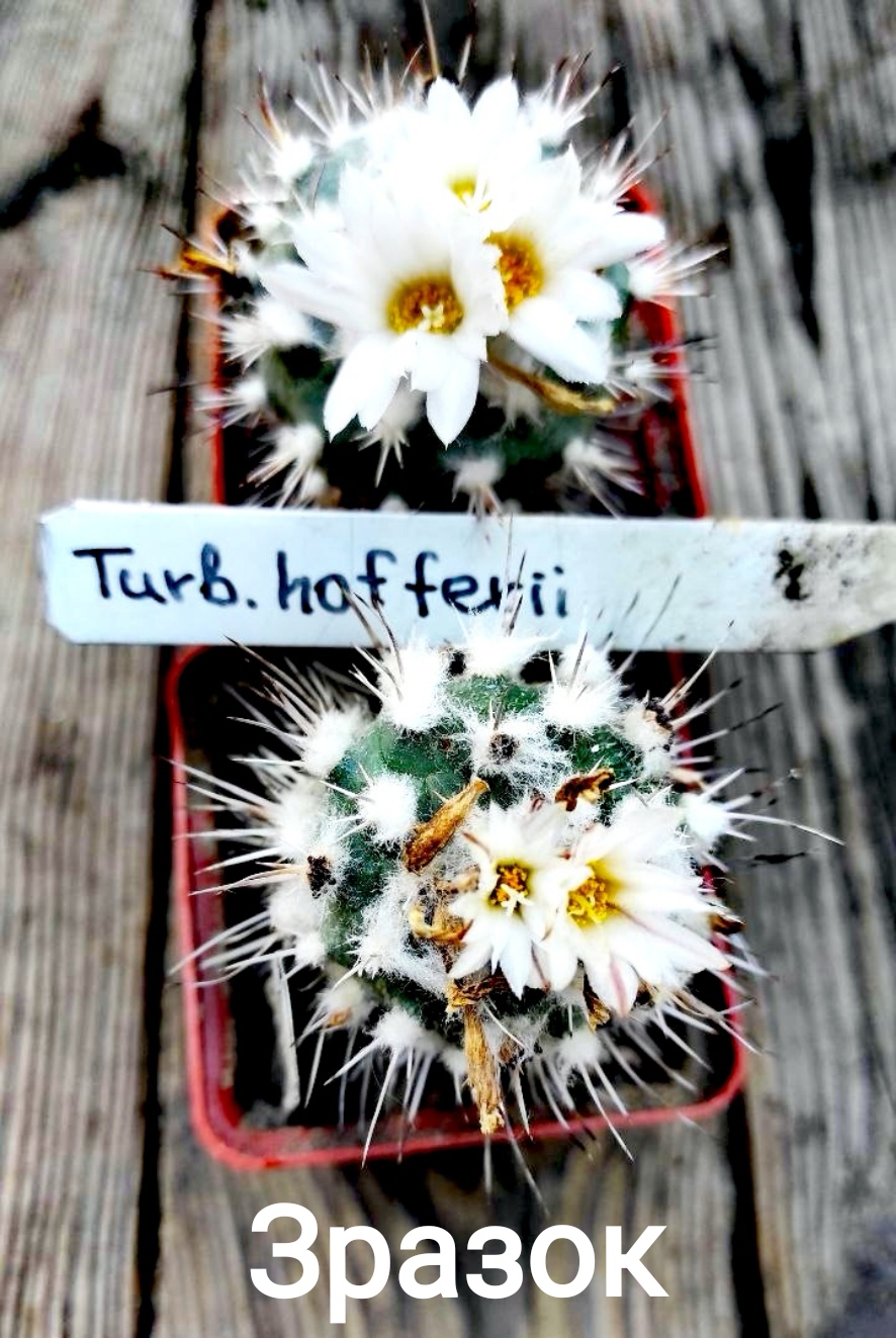 Turbinicarpus hoferi