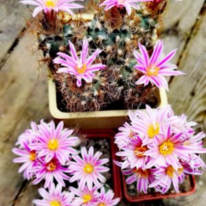 Turbinicarpus pseudomacrochele - НАСІННЯ