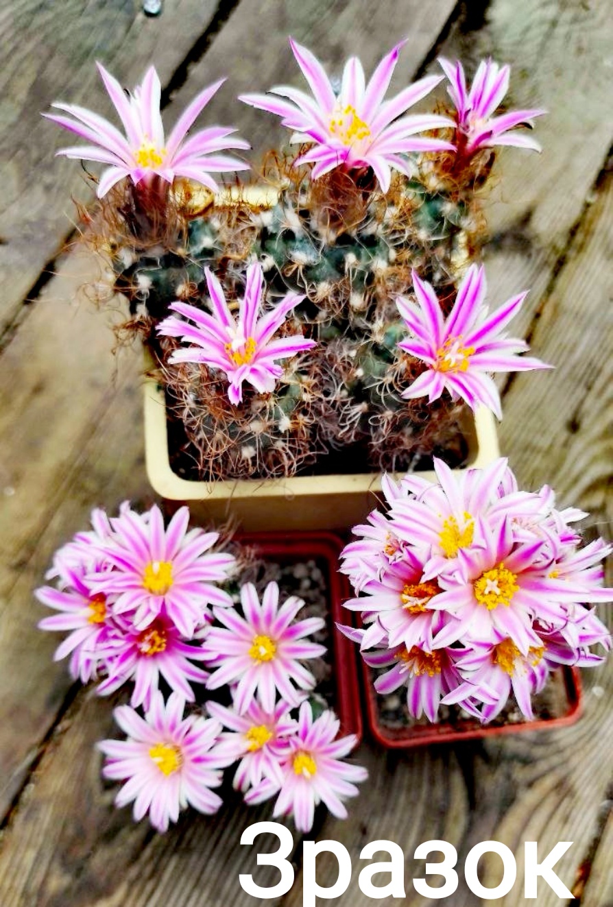 Turbinicarpus pseudomacrochele