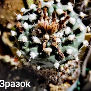 Turbinicarpus swobodae - НАСІННЯ