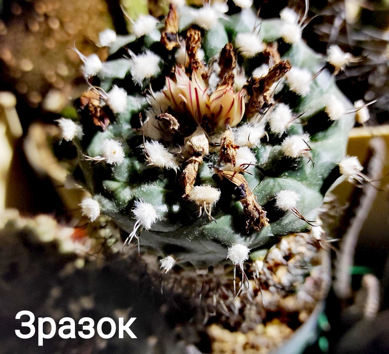 Turbinicarpus swobodae