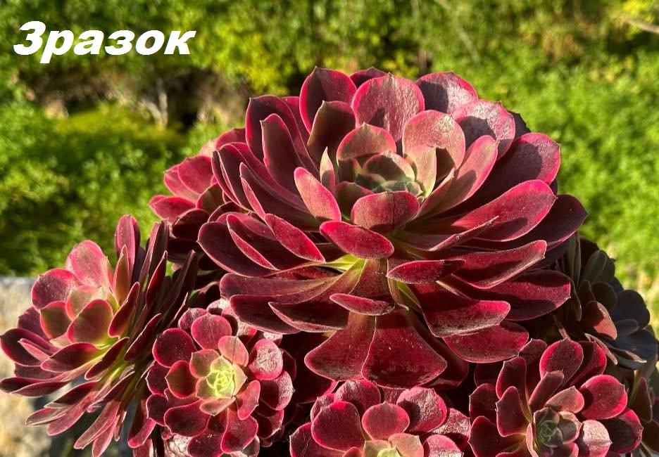 Aeonium `Wedding Dress` (D pl.=8)-3361(286)