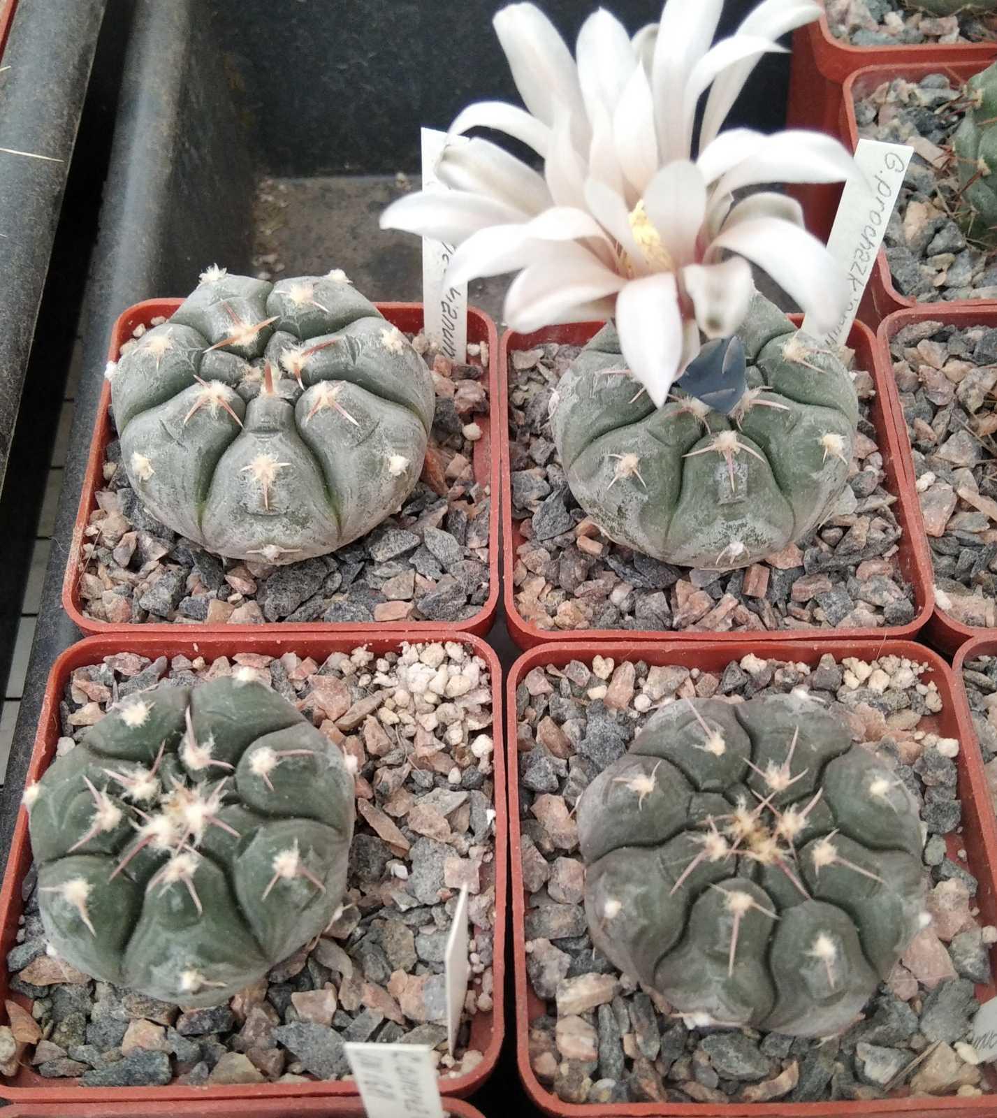 Gymnocalycium prochazkianum -cube-6cm-