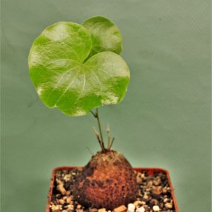 dioscorea-elephantipes-d13