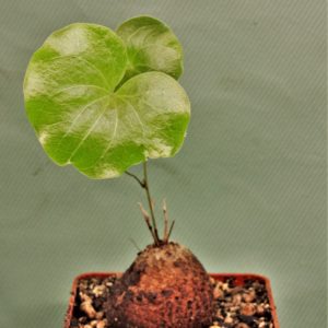 dioscorea-elephantipes-d12