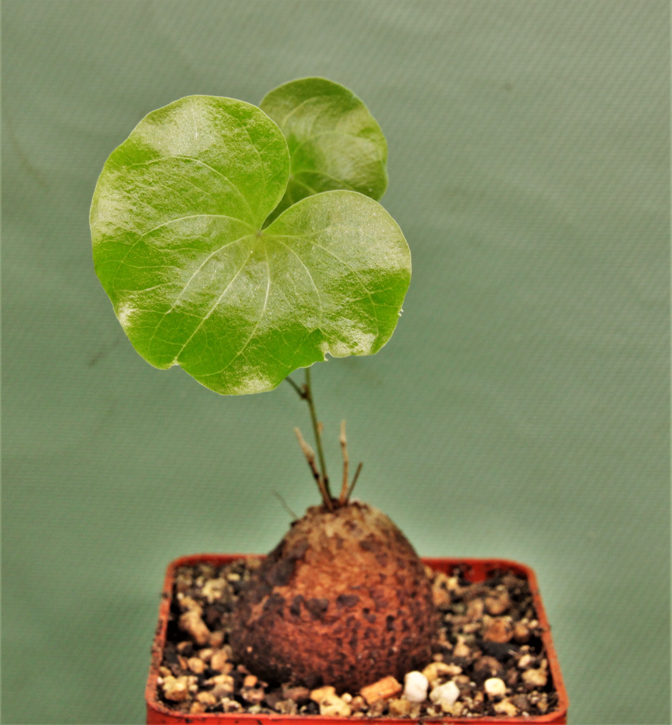dioscorea-elephantipes-d13