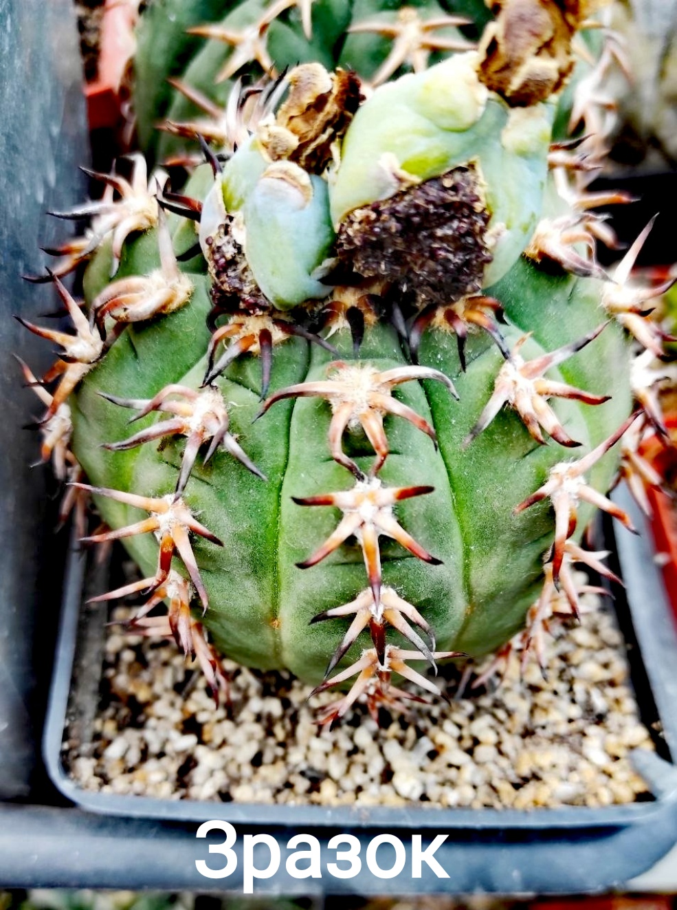 Gymnocalycium spegazzinii v. unguispinum