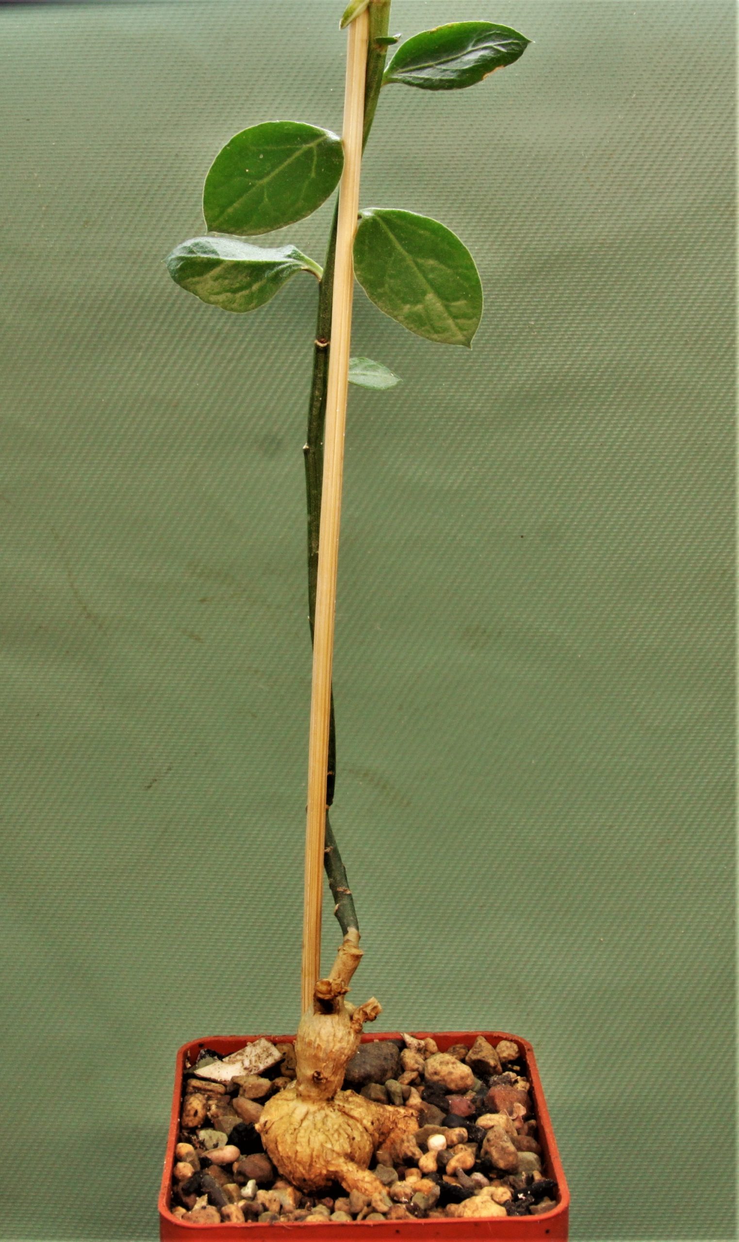 monadenium-invenustum-2. Кубик 6х6см. 300грн