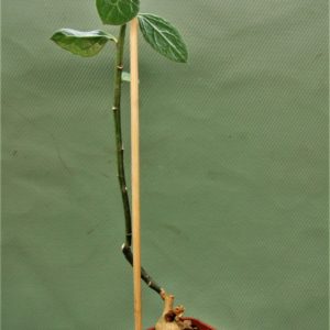 monadenium-invenustum-2