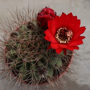 Lobivia grandis