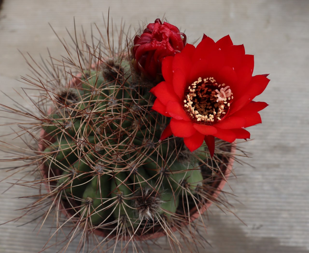 Lobivia grandis