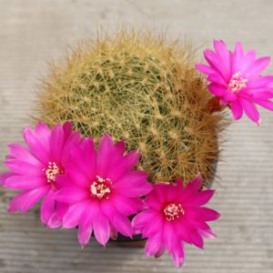 Sulcorebutia swobodae