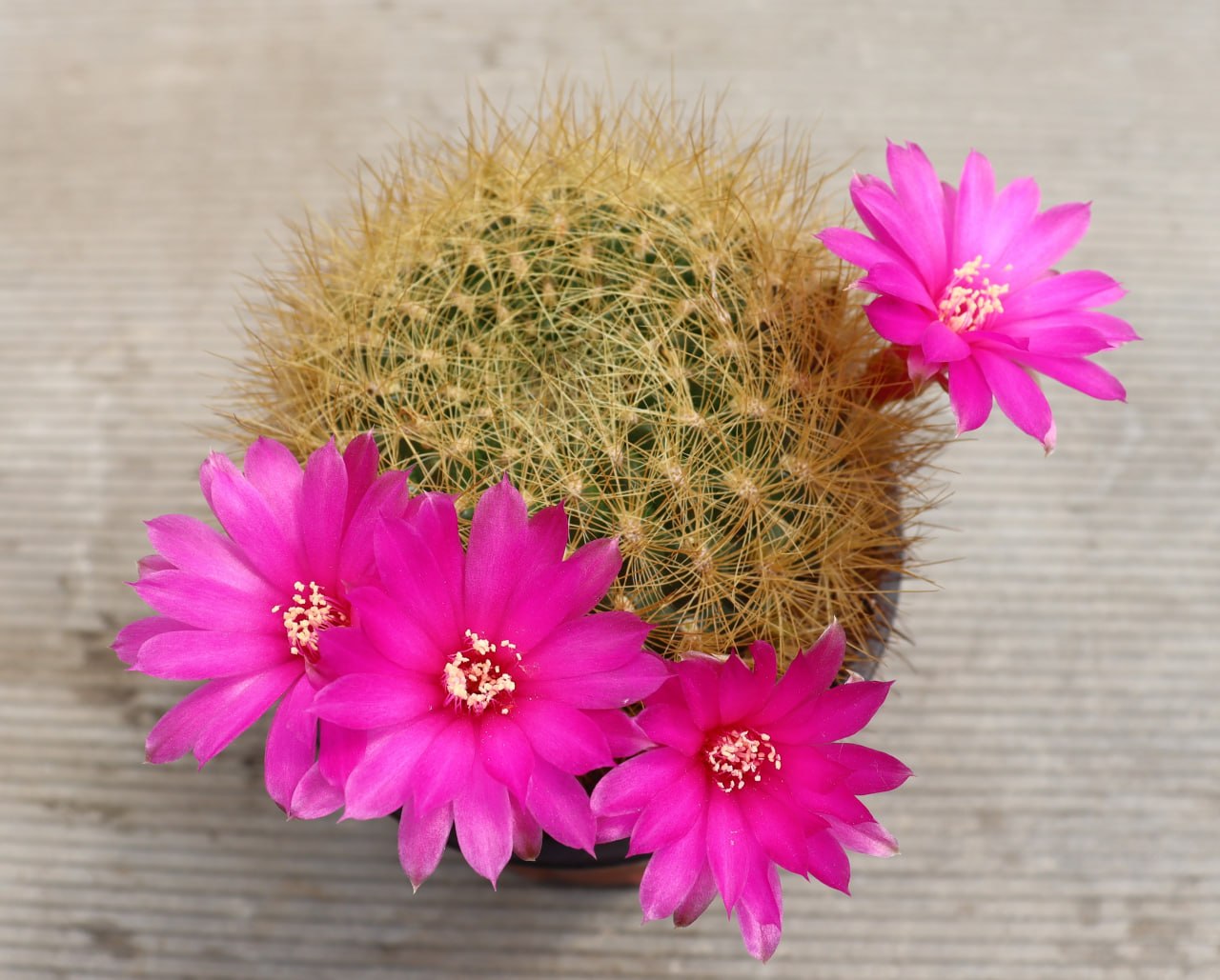 Sulcorebutia swobodae