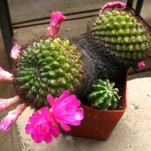 Sulcorebutia mentosa