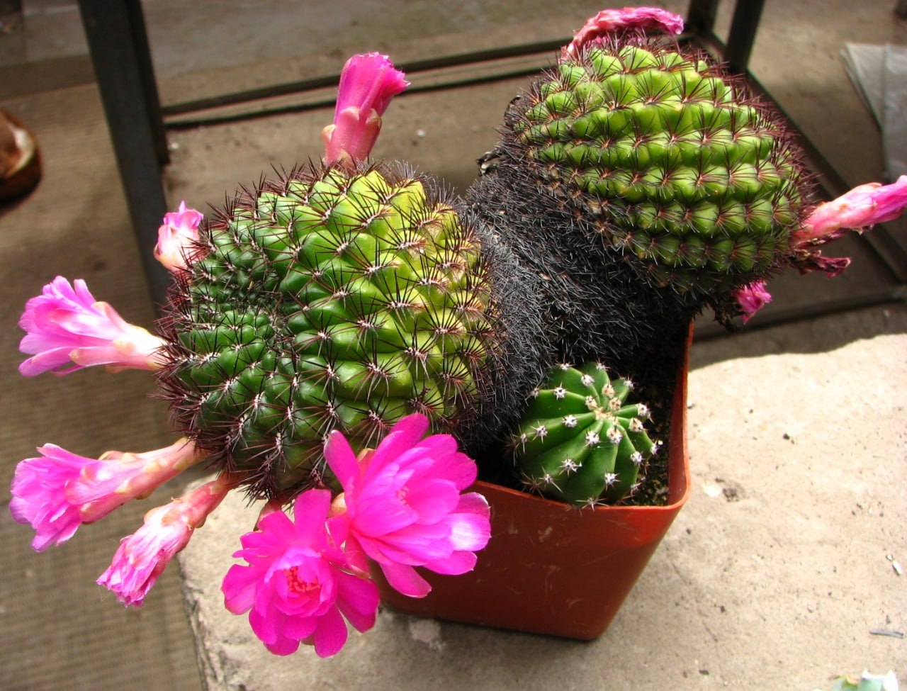 Sulcorebutia mentosa