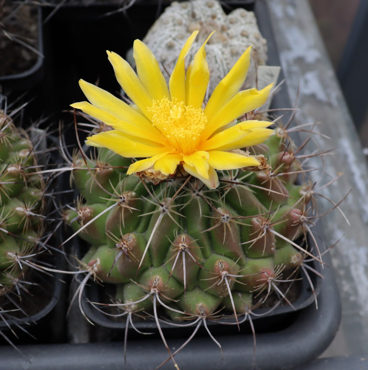 Thelocactus argenteus flaviflorus
