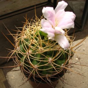 Gymnocalycium multiflorum v. sterneri