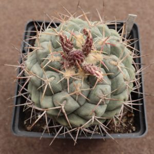 Thelocactus fossulatus
