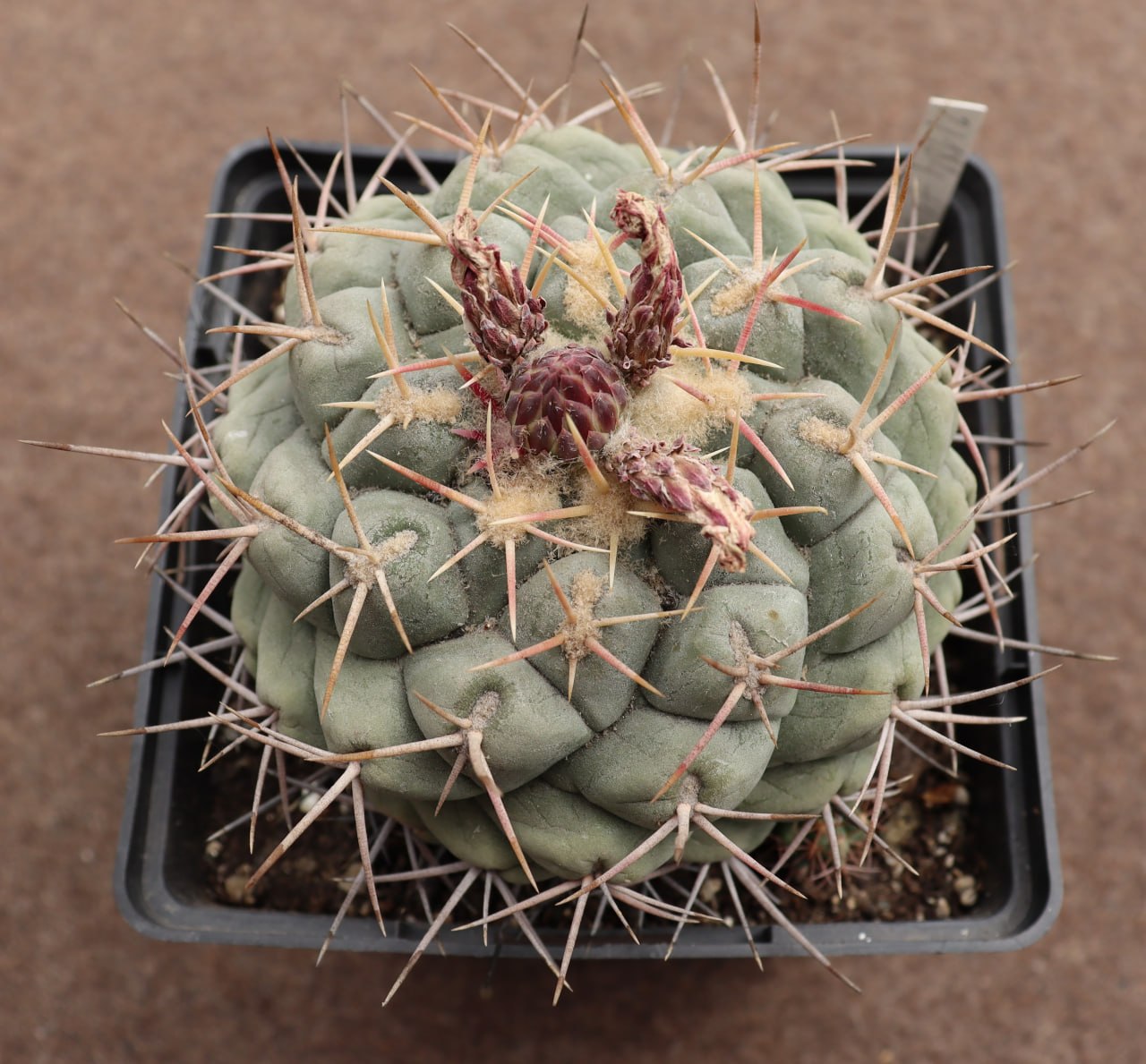 Thelocactus fossulatus