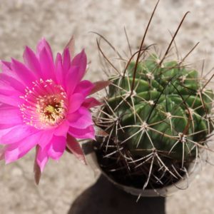 Lobivia spec. longispina
