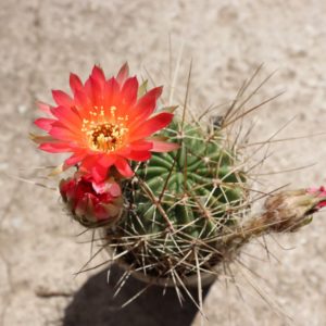 Lobivia spec. longispina