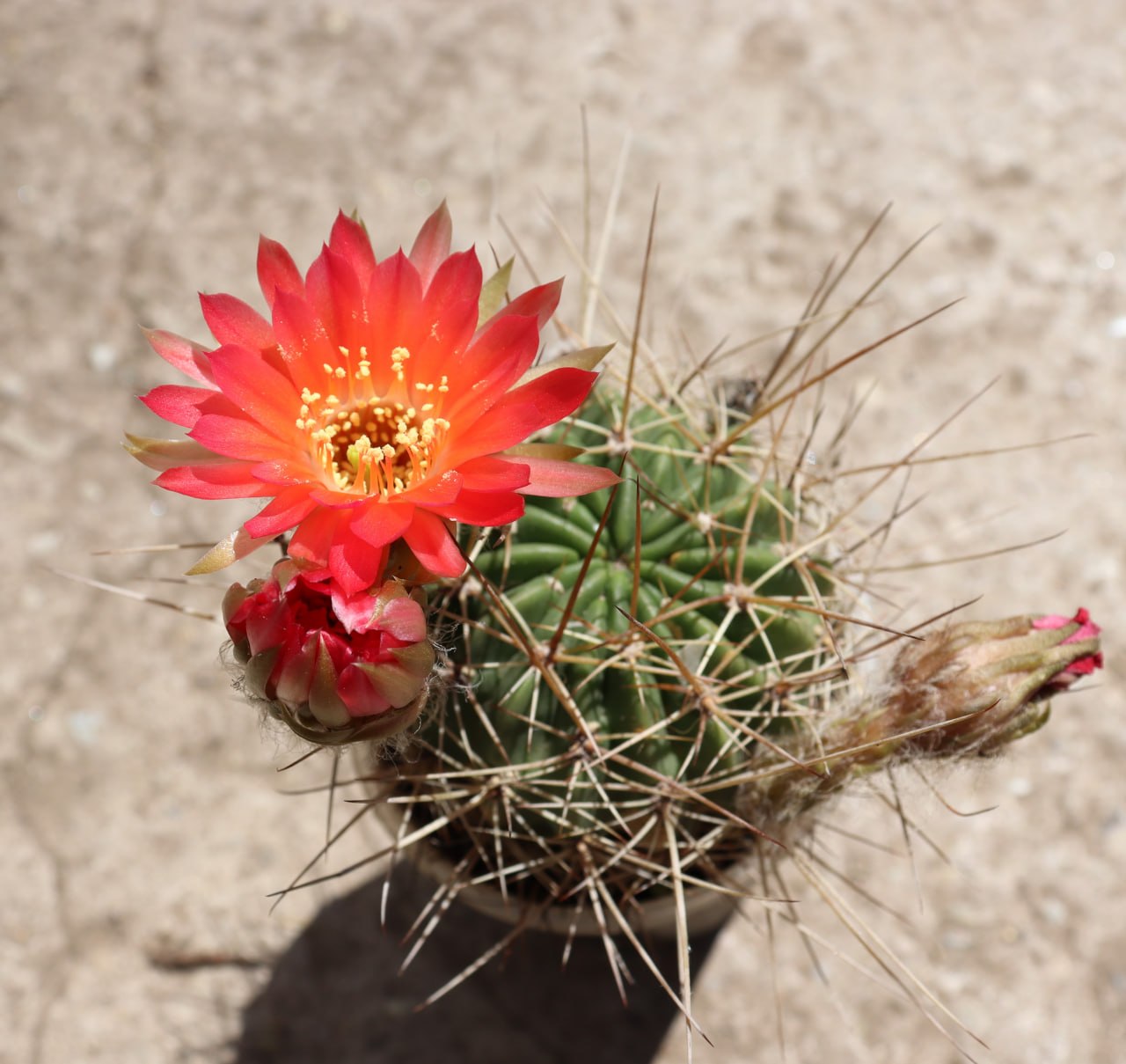 Lobivia spec. longispina