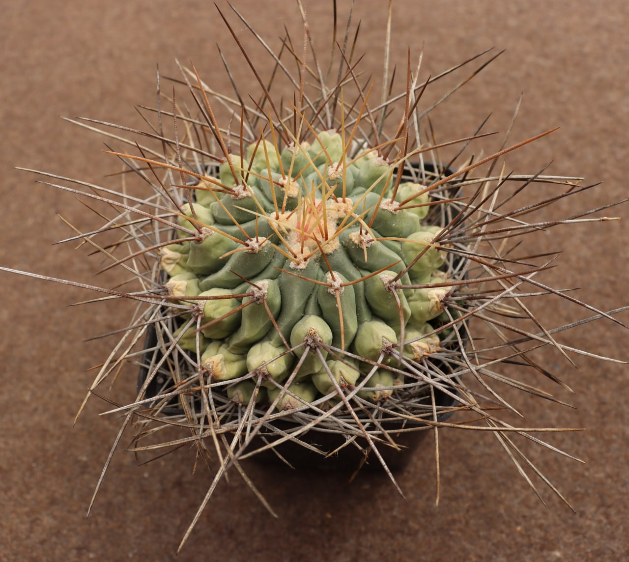 Thelocactus rinconensis
