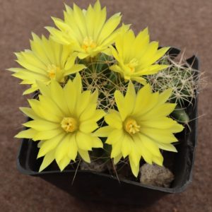 Dolichothele longimamma